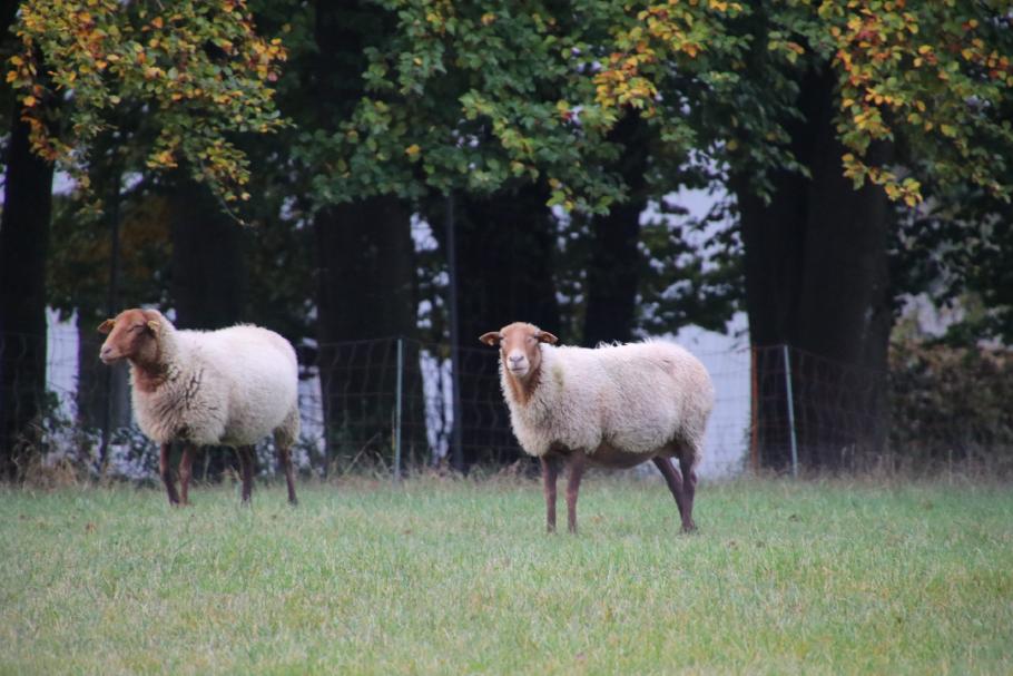 Nicht einmal die Schafe nebenan haben unseren Schlaf gestört.