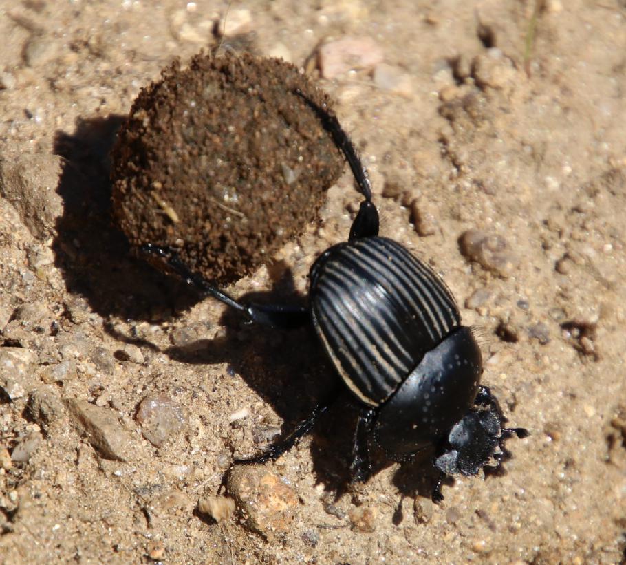Passenderweise sehen wir etliche Exemplare des Scarabaeus sacer auf dem Weg.