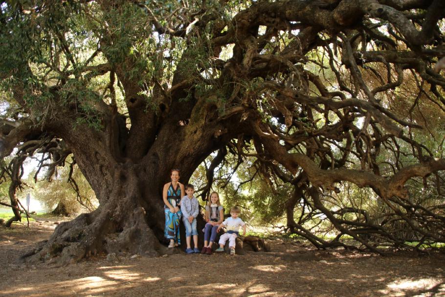 Der Baum und wir sind weniger als 3% älter als der Baum alleine.