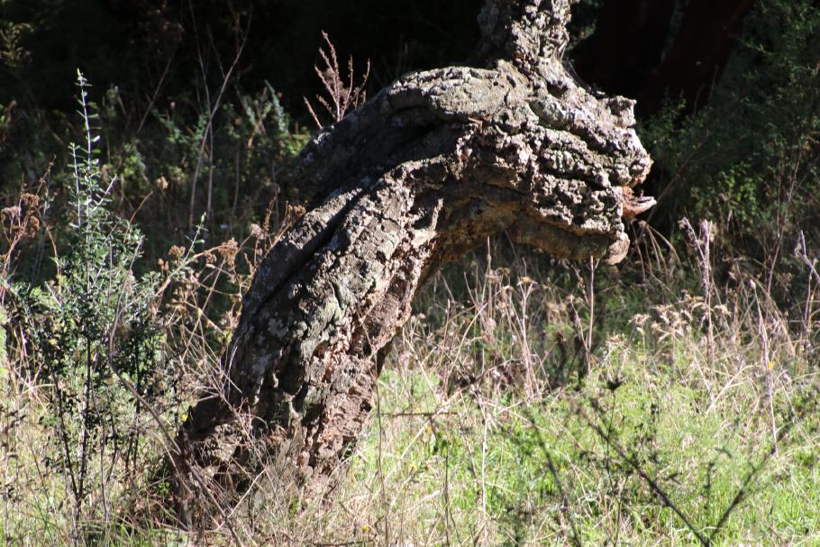 Hier könnten Drachen leben.