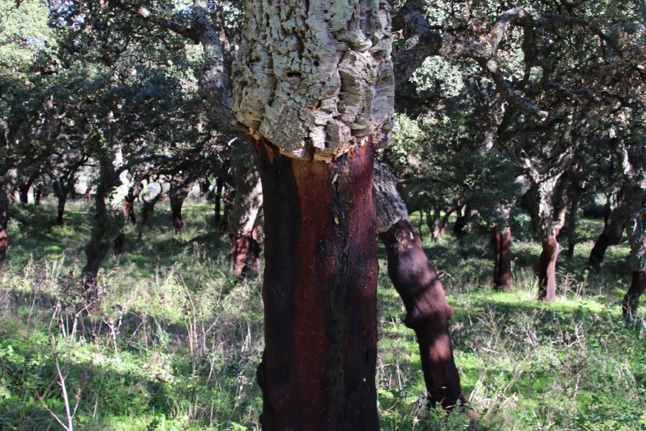 Die Bäume „unten ohne“ sind Korkeichen, welche schon geerntet wurden.