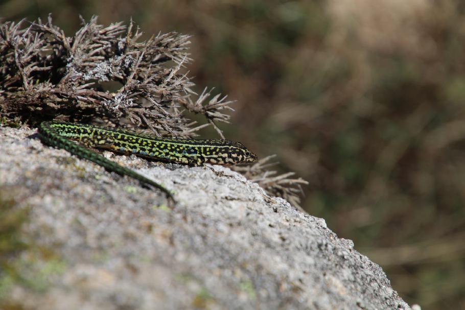 Nicht nur wir genießen die Sonne.