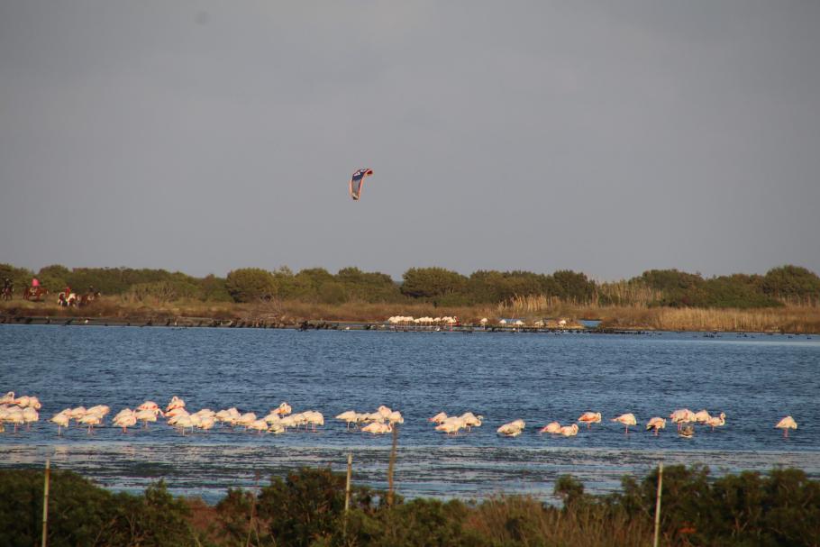 Am Abend sehen wir auf der Lagune noch einen großen Schwarm freilebende Flamingos.