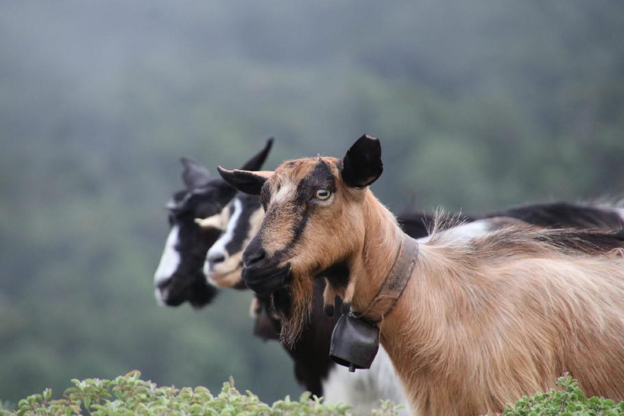 Die Bergziegen lassen sich vom feuchtkalten Wetter hier oben nicht stören.