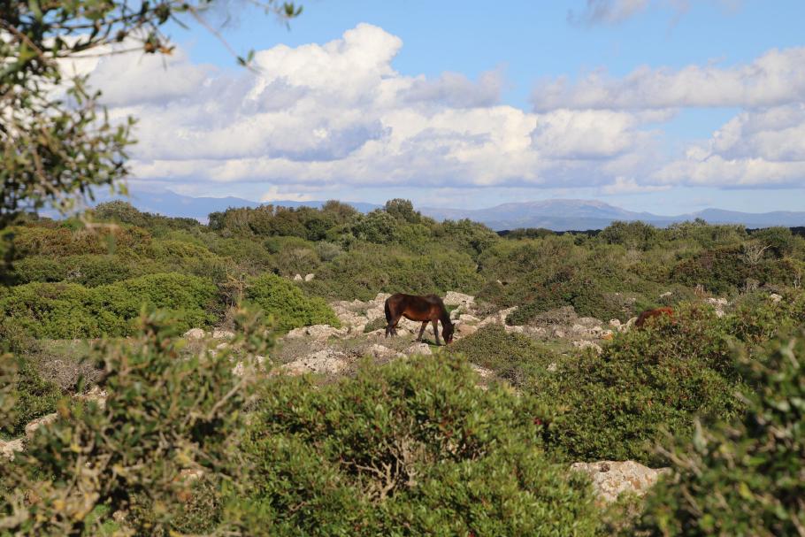 Ich glaub, mich tritt ein Pferd…