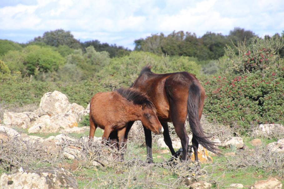 Die Stute mit Fohlen lässt sich von uns kaum stören.