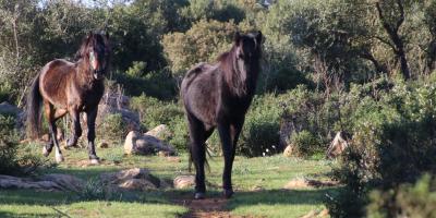 image from Das Glück der Erde ...