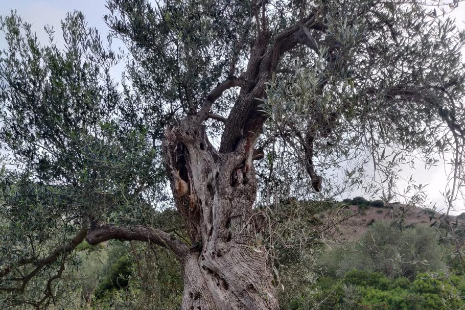Uralte Olivenbäume säumen die Straße.