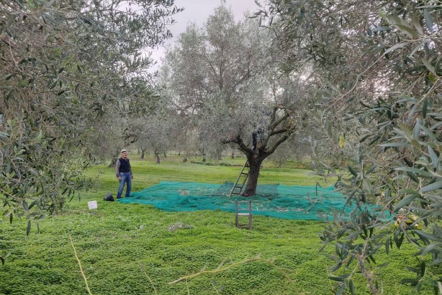 Jung und Alt packen bei der Ernte mit an.