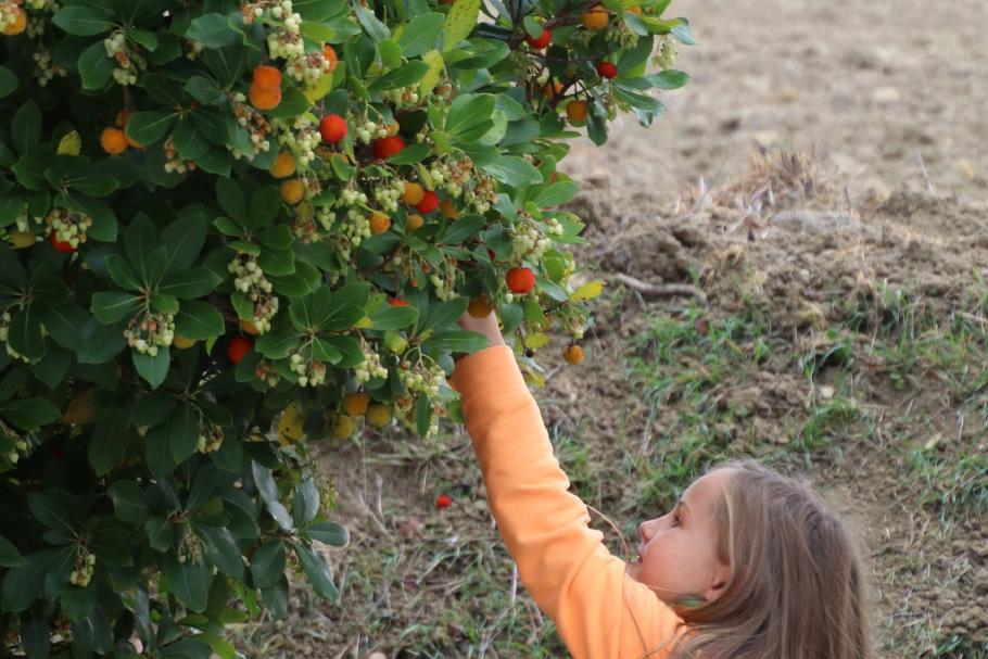 Mit der Leiter zum Erdbeeren pflücken?