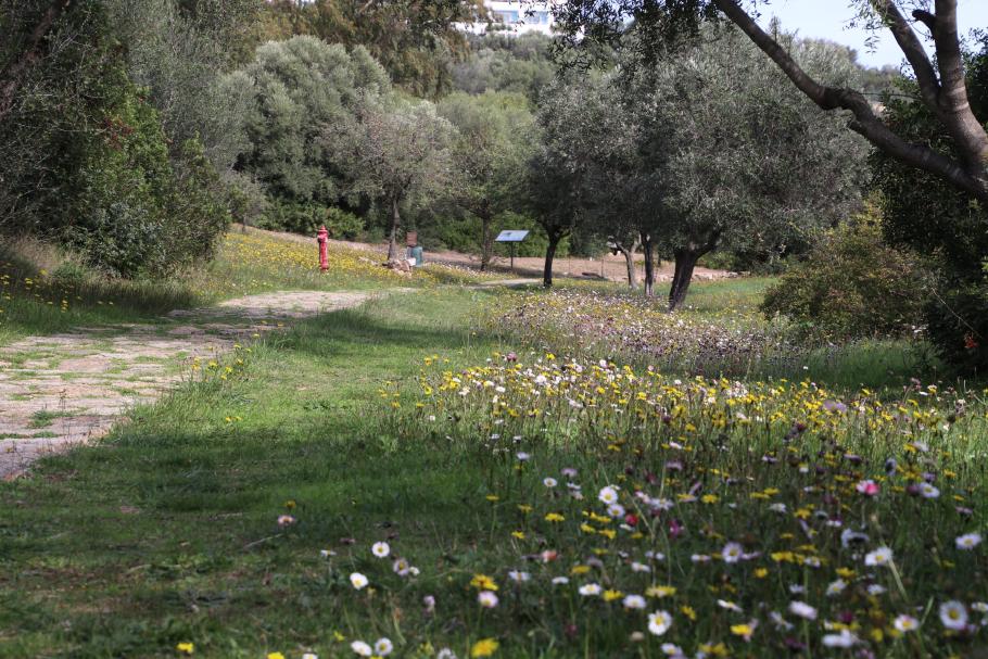 Eine bunte Blumenwiese säumt den Weg zum Brunnen.