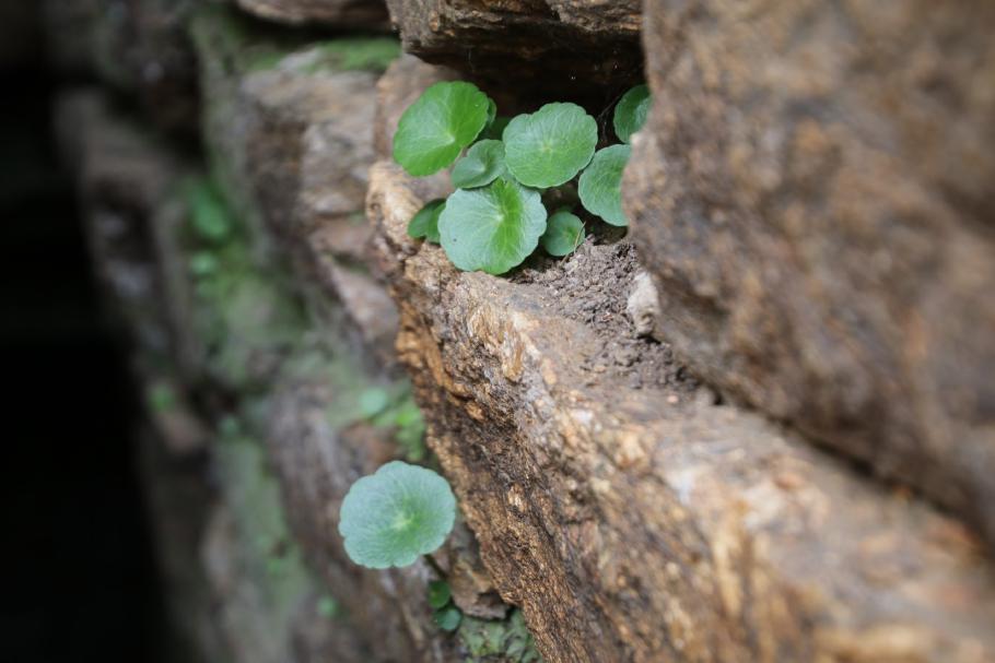 Im Inneren wächst ein wenig Grün auf den alten Steinen.