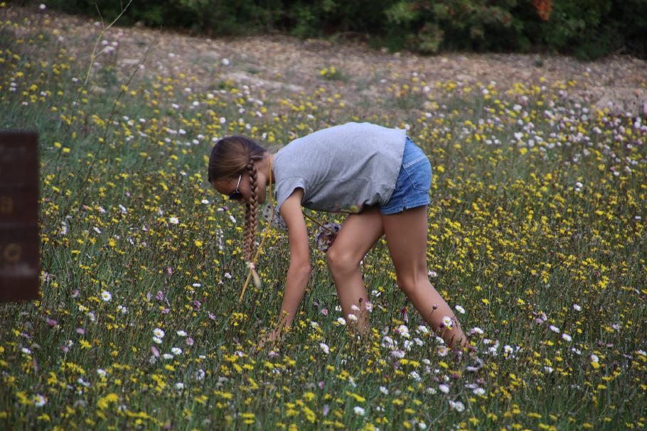 Auf dem Rückweg kann Annabell der Blumenwiese nicht widerstehen.