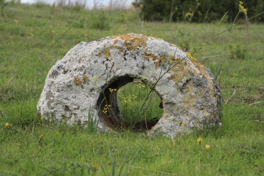 Die meisten versteinerten Bäume sind innen hohl.