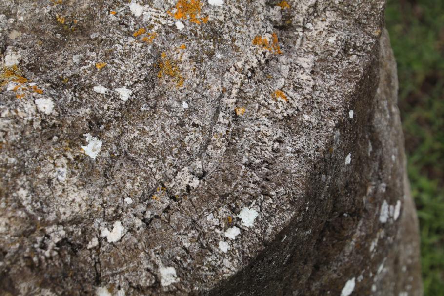 Auf einigen lassen sich sogar noch Jahresringe erkennen.