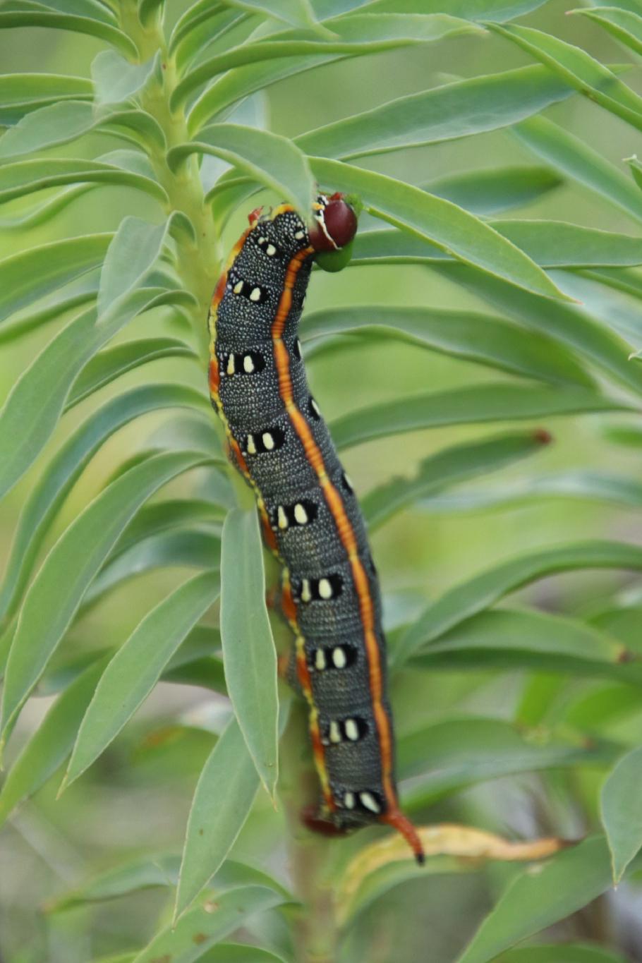Eine Raupe des Wolfsmilchschwärmers (Hyles dahlii) bei seiner Mahlzeit.