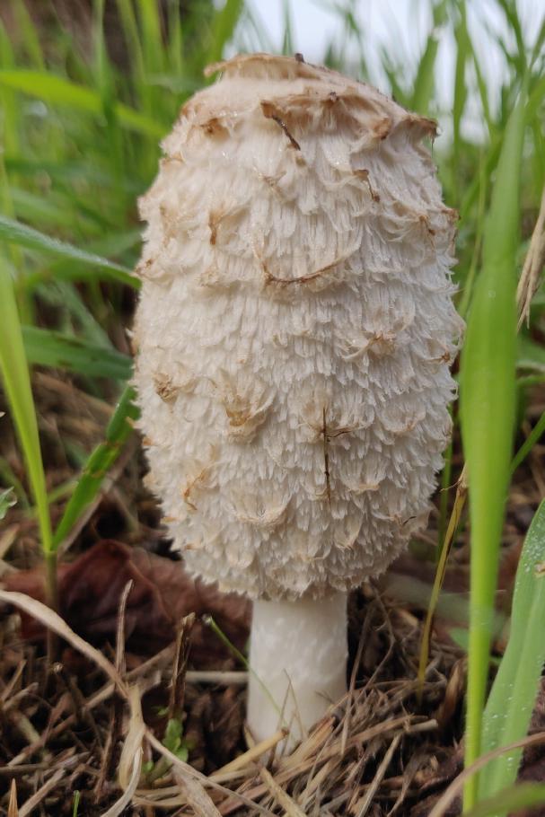 Für Pilze passt das Wetter perfekt.
