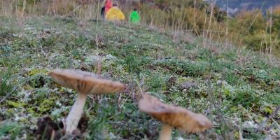 image from Nach Hause