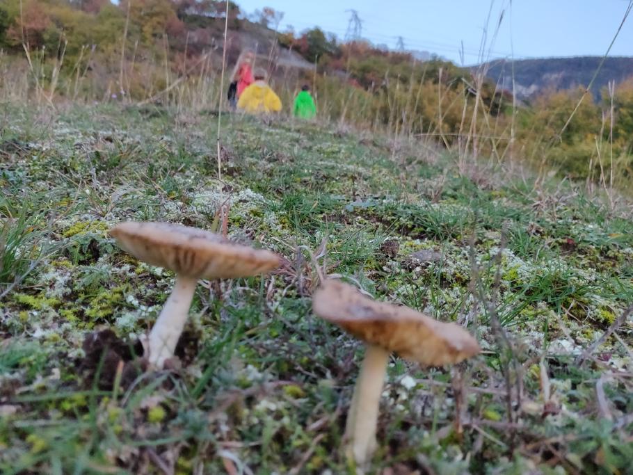 Diese Pilze haben wohl Glück gehabt.