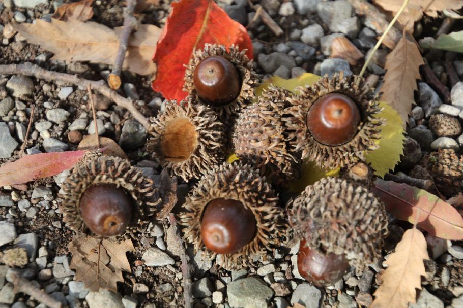 Wir sammeln schonmal Herbstdeko.