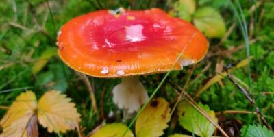 image from Zurück ins Risikogebiet