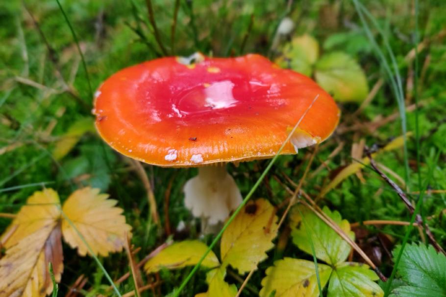 Mattis weiß schon, dass wir diese nicht sammeln.