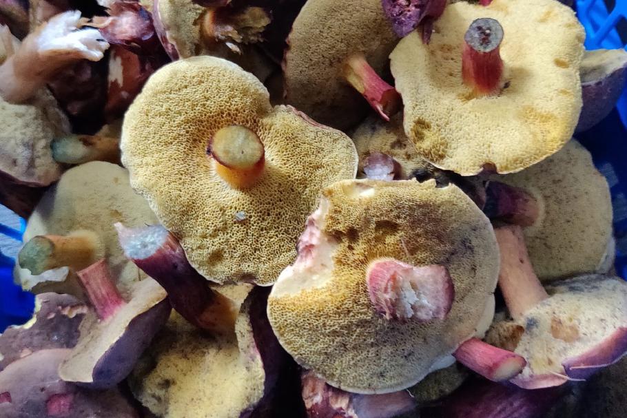 Nach einer halben Stunde haben wir die nächste Mahlzeit beisammen.