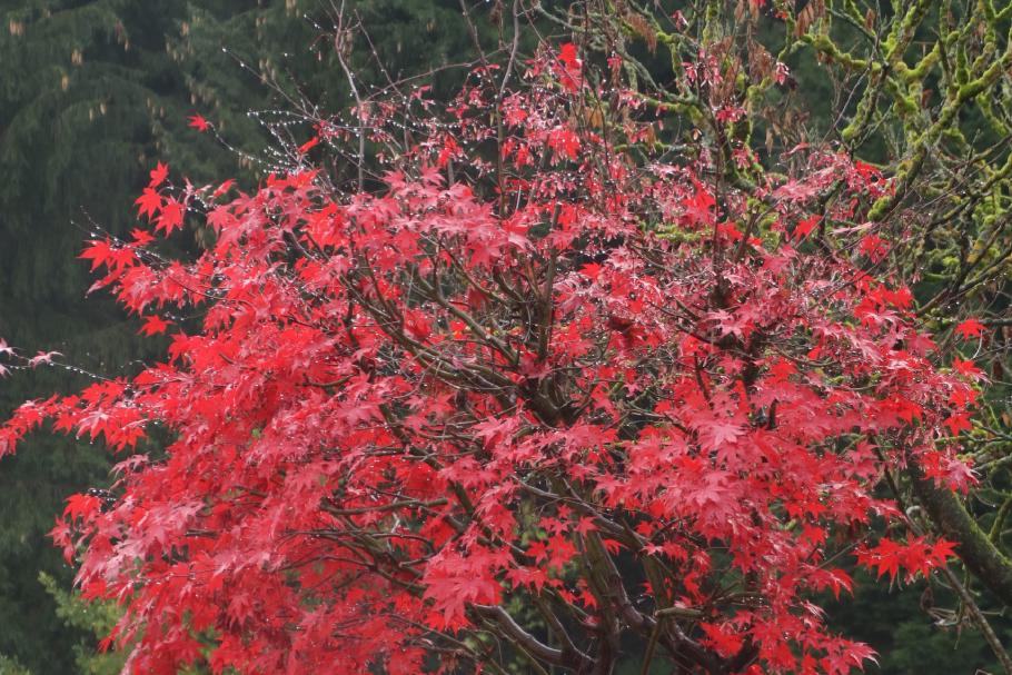 Der Herbst hat ein paar Farbtupfer in die graue Landschaft gezaubert.