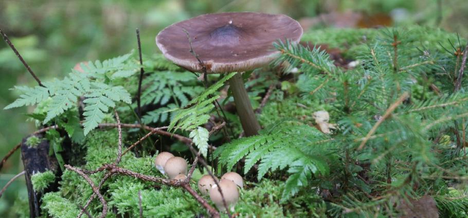 Zu schön zum Pflücken und wahrscheinlich auch nicht essbar.