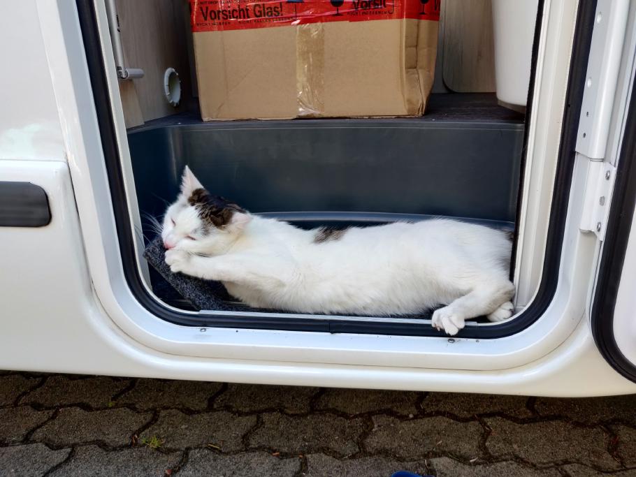 Coco hat sich im Camper verbissen. Hoffentlich bekommen wir sie bis zum Start wieder ab.
