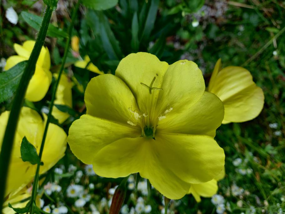 Die Nachtkerze steht auch am frühen Morgen noch in voller Blüte.