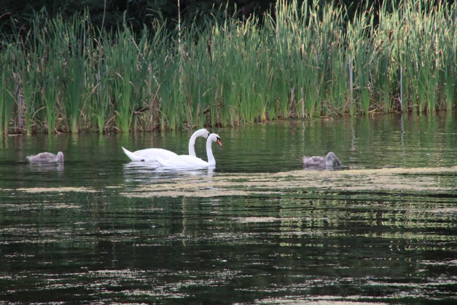 Nachdem sich die Wolken verzogen haben, dreht die Schwanenfamilie noch eine abendliche Runde.