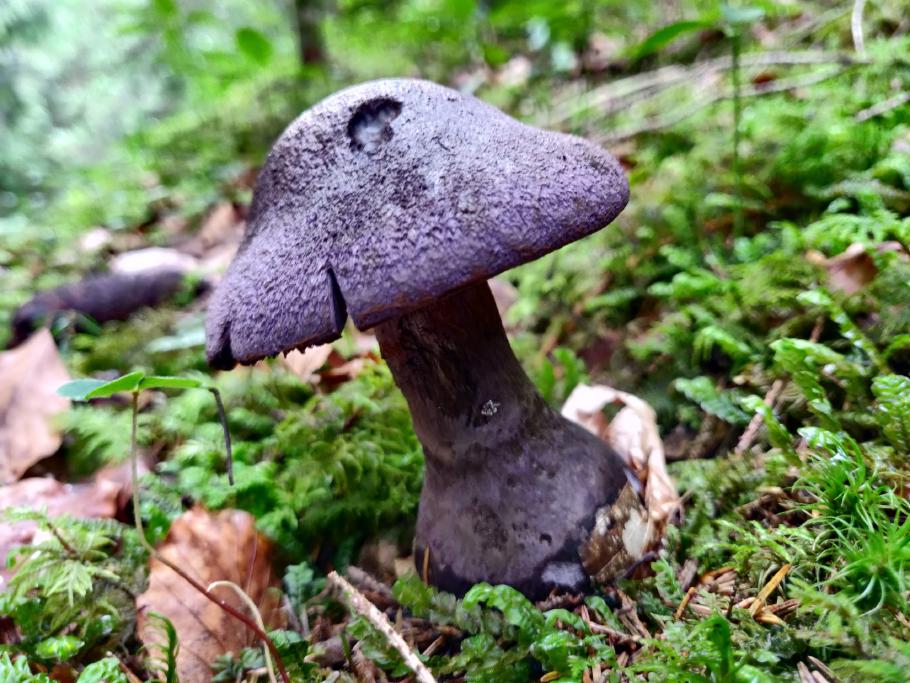 Schaut maximal gifitig aus.