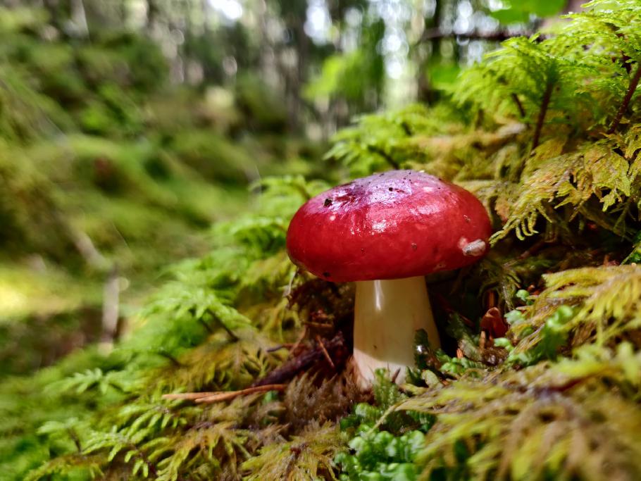 Schaut toll aus. Ist trotzdem giftig.