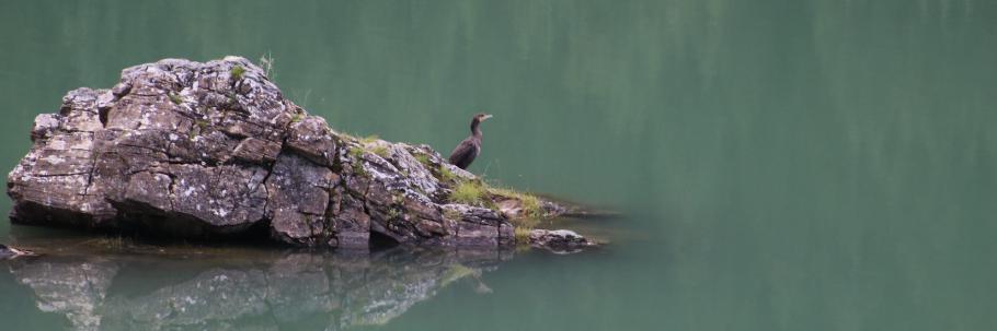Keine besonders gute Sicht auf die Fische heute.