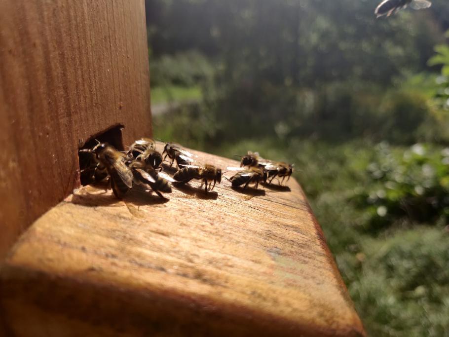 Am Bienenschaukasten ist schon reger Betrieb.