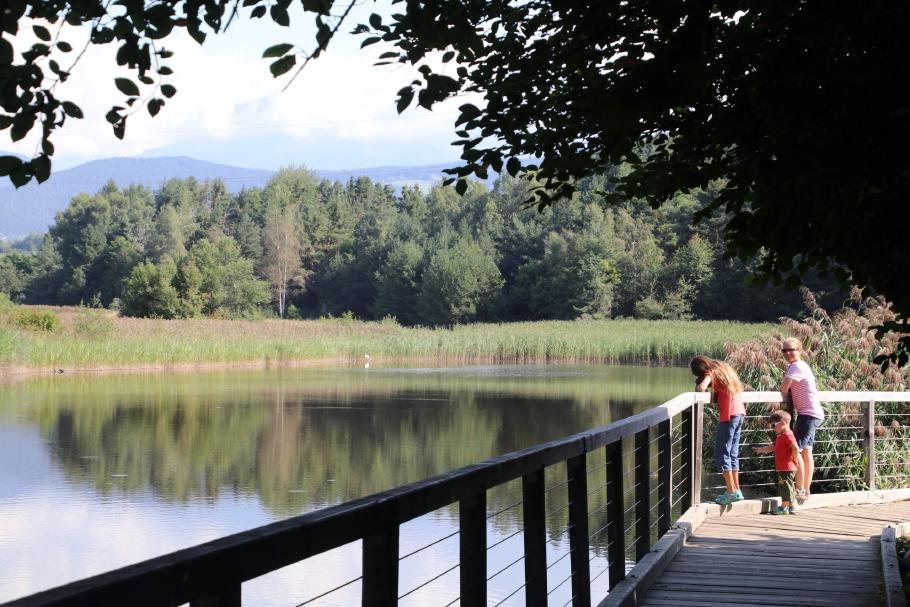 Im Teich schwimmen reichlich kleine Fische. Im Hintergrund sitzt ein weißer Reier.