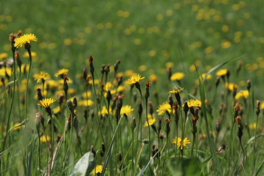 Überall blüht, summt und brummt es.