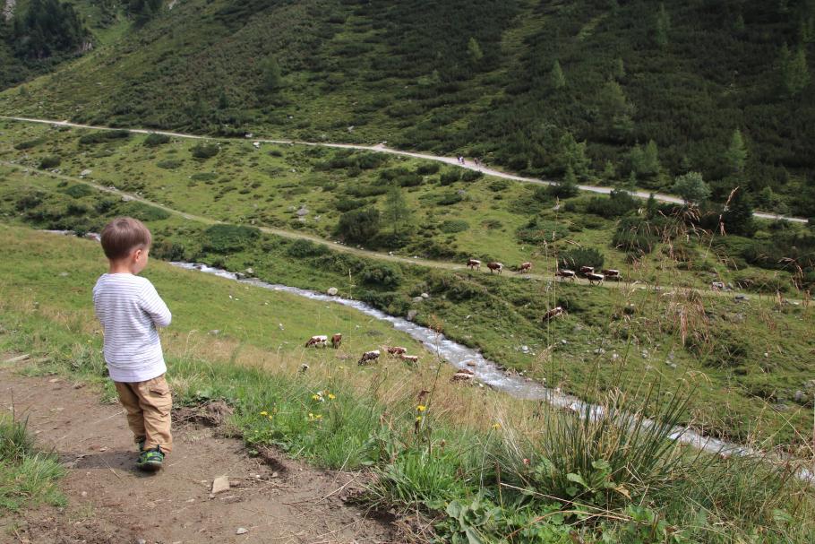 Mattis möchte gerne zu den Kühen, aber die sind noch zu weit weg.