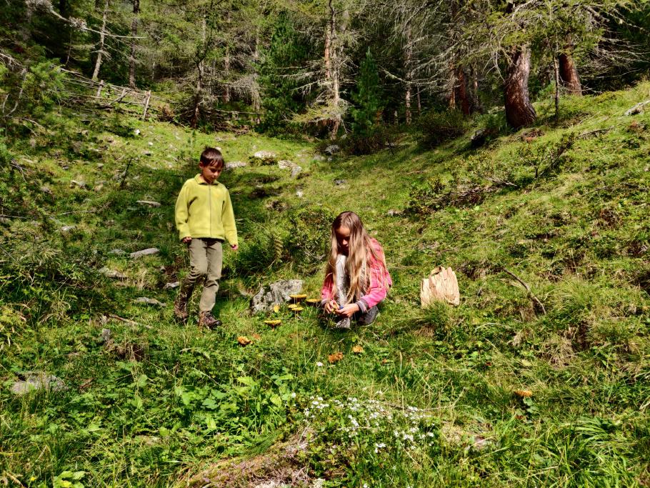 Heute brauchen wir die Pilze nicht suchen, nur aufsammeln.