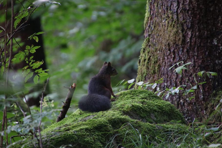 Das Eichhörnchen huscht neben dem Wanderweg durch den Wald.