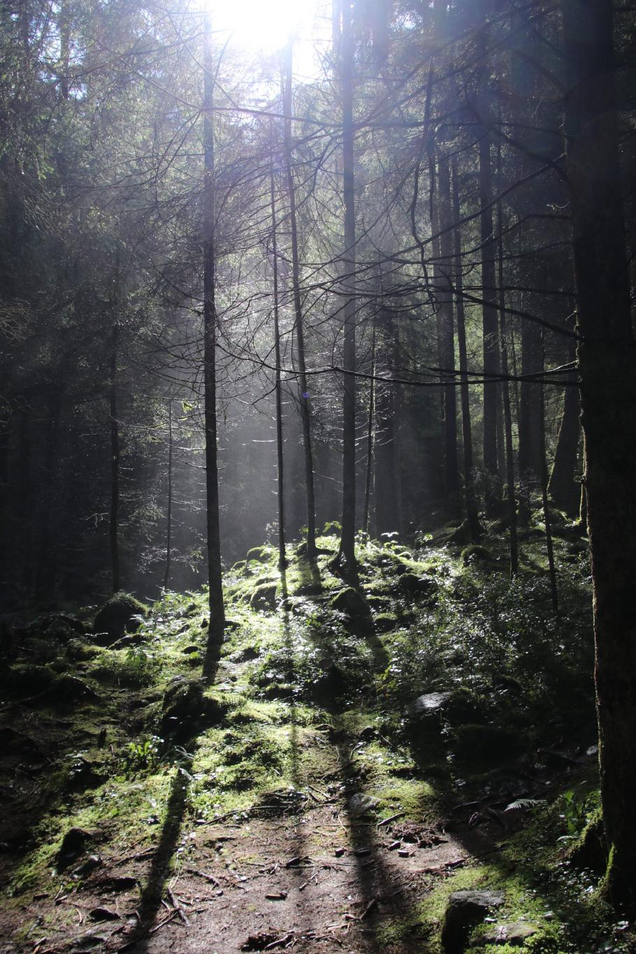 In der Nähe des ersten Wasserfalls schweben unzählige Wassertröpfchen durch den Wald.