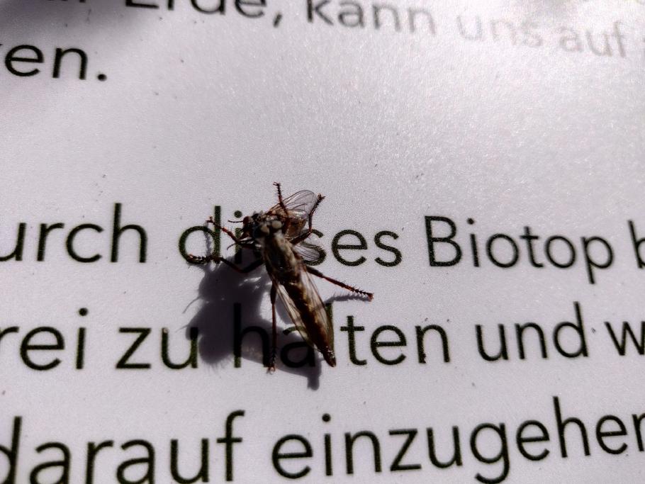 Direkt vorm Biotop demonstriert das Raubinsekt, wer hier das Sagen hat.