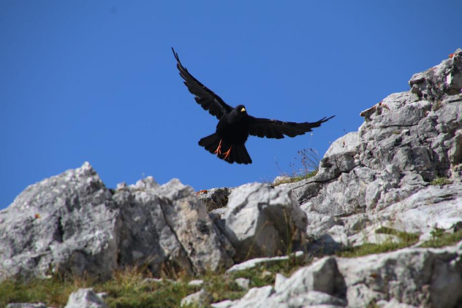 Ob die Dolomiten nach der Alpendohle benannt wurden?