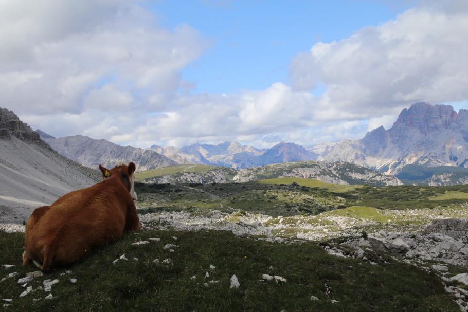 Immer das Selbe im Fern-Sehen :-(