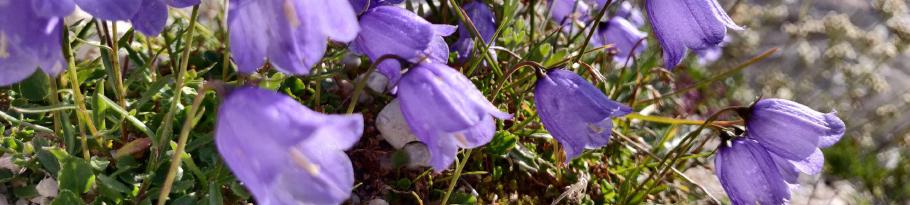 In jeder Ritze klammern sich Blümchen und Gräser in den Fels.