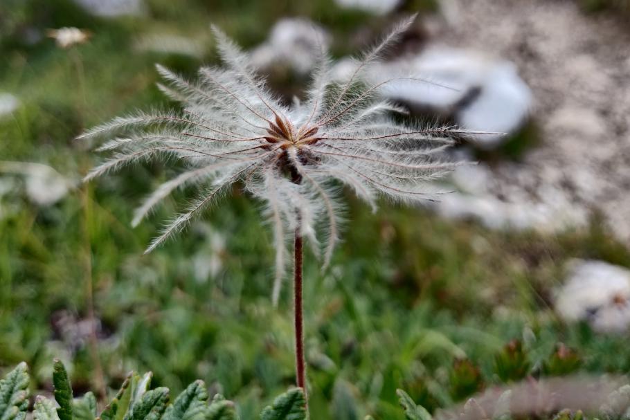 Das Wollgras wächst hier überall.