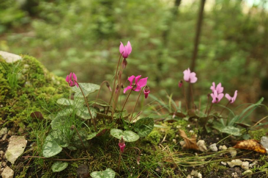 Am Wegesrand wachsen wilde Alpenveilchen.