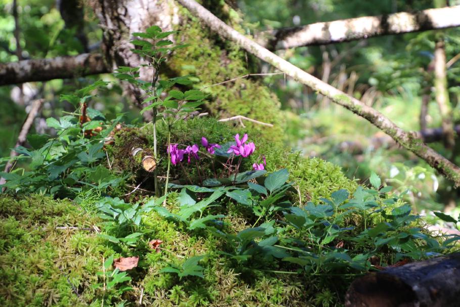 Auch hier wachsen überall Alpenveilchen im Moos.