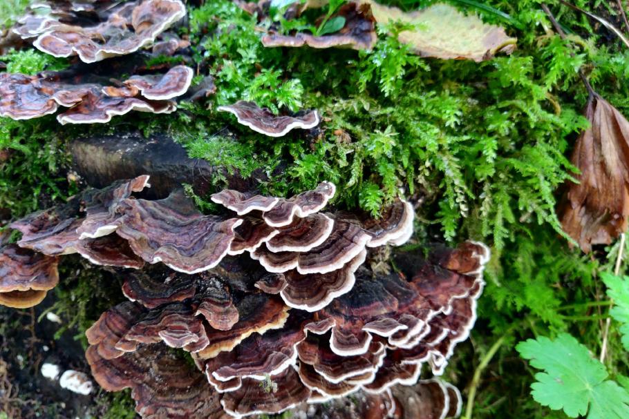 Sehr schön aber ganz bestimmt nicht essbar.